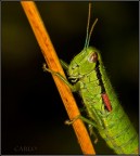 cavalletta cavalletta