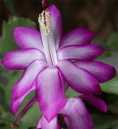 piccolo fiore piccolo fiore