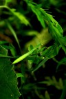 Mantidina verde Mantidina verde