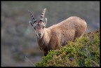 Stambecco bis Stambecco bis