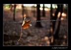 diapositiva Velvia 50, una passeggiata nei boschi. la foglia era l...