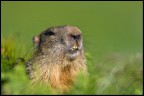 Marmotta Marmotta