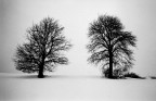 S, sono due alberi nella neve