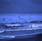 Gabbiani 2 Gabbiani 2