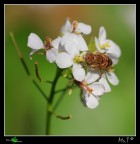 ...occhi tigrati... ...occhi tigrati...