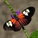 The Postman The Postman