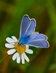 In questi giorni si rivedono gli scatti primaverili e si cerca di tirar fuori qualcosa di buono. Ci provo con questa immagine: Nikon d50 con Sigma 150mm apo macro, 1/500 sec. f/9,5 a mano libera. Commenti e critiche gradite!