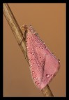 Falena rosa Falena rosa