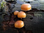 Galerina Marginata Galerina Marginata