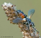 Cylindromya brassicaria Cylindromya brassicaria