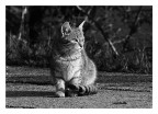 gatto in B/N gatto in B/N