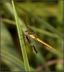 libellula libellula