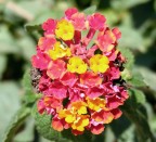 Natura siciliana Natura siciliana