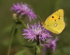 Colias crocea Colias crocea