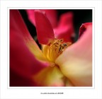 In gabbia.... In gabbia....