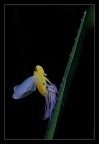 Metamorfosi Metamorfosi