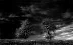 Due alberi Due alberi