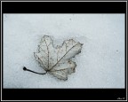 foglia congelata nella neve