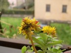 Pidocchietti sul fiore