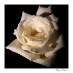 Rosa Bianca Rosa Bianca