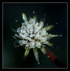 primo gelo primo gelo