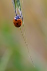Coccinella con goccia Coccinella con goccia