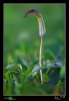 ...Fiore...