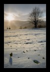 Foglie sulla neve Foglie sulla neve