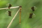 Sympetrum pedemontanum (f) Sympetrum pedemontanum (f)