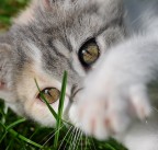 occhi di gattina occhi di gattina