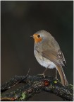 Pettirosso Pettirosso