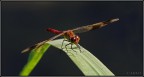 libellula libellula