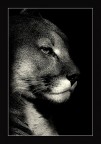 puma puma
