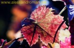 Sagrantino Sagrantino