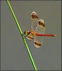 libellula libellula