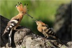 Feeding Feeding