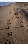 Malahide beach