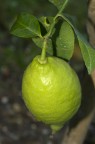 Il primo limone del mio giardino !