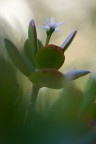 Un fiore del cactus