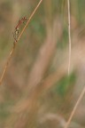 Amanti emarginati