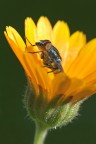 mosca infiorettata mosca infiorettata