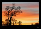 Sunset with tree - Cramond Place - Edinburgh Sunset with tree - Cramond Place - Edinburgh