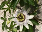 Un fiore dalla Croazia... Un fiore dalla Croazia...