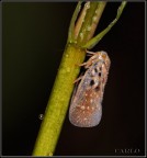 farfallina farfallina