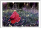 Poppies Poppies