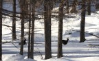 Fuga nel bosco Fuga nel bosco