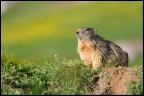 Marmotta Marmotta