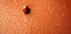 La coccinella dai sette punti La coccinella dai sette punti