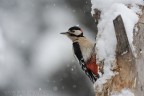 Picchio Rosso Maggiore - invernale Picchio Rosso Maggiore - invernale