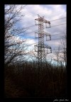 L'albero pi alto